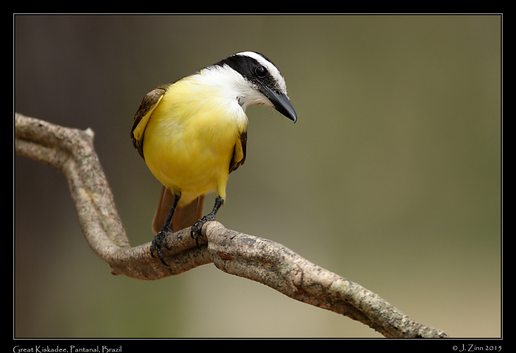 great_kiskadee_6836b[1]